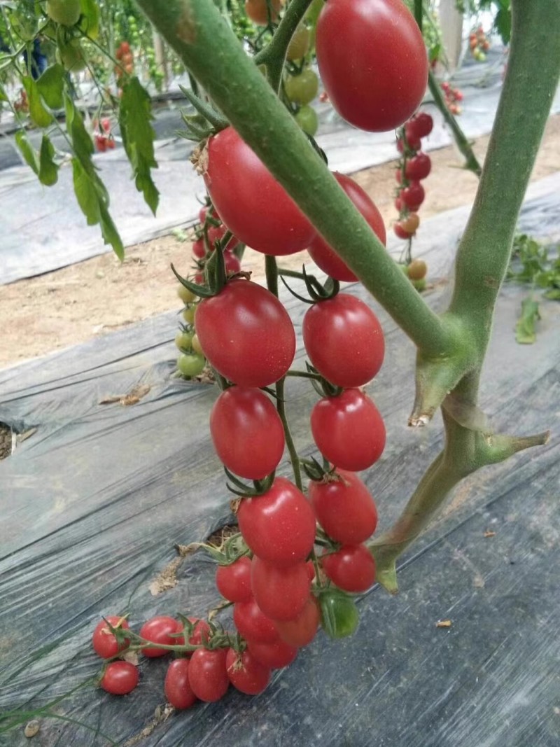 粉桃七号樱桃番茄种子无限生长抗病抗TY病毒粉红亮丽