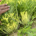 京水菜种子水晶菜千叶生长快白梗易种植四季火锅菜