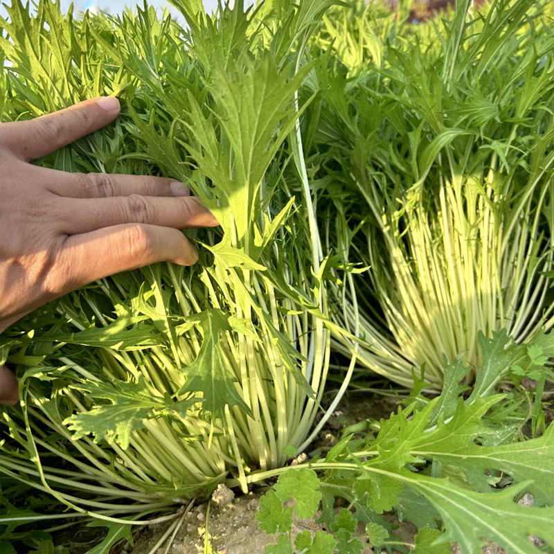 京水菜种子水晶菜千叶生长快白梗易种植四季火锅菜