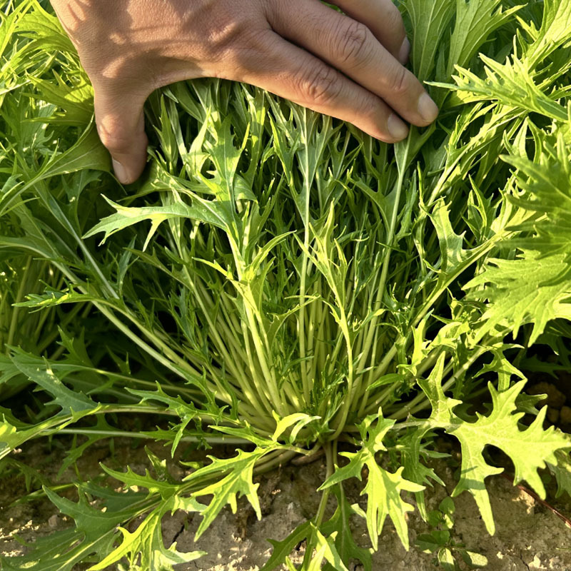 京水菜种子水晶菜千叶生长快白梗易种植四季火锅菜