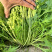 京水菜种子水晶菜千叶生长快白梗易种植四季火锅菜