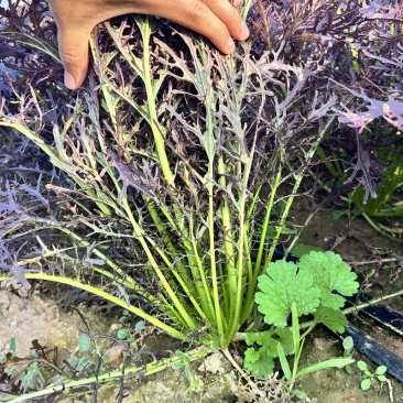 紫水京菜种子紫京叶菜类细叶京水菜绿梗千筋菜四季播种