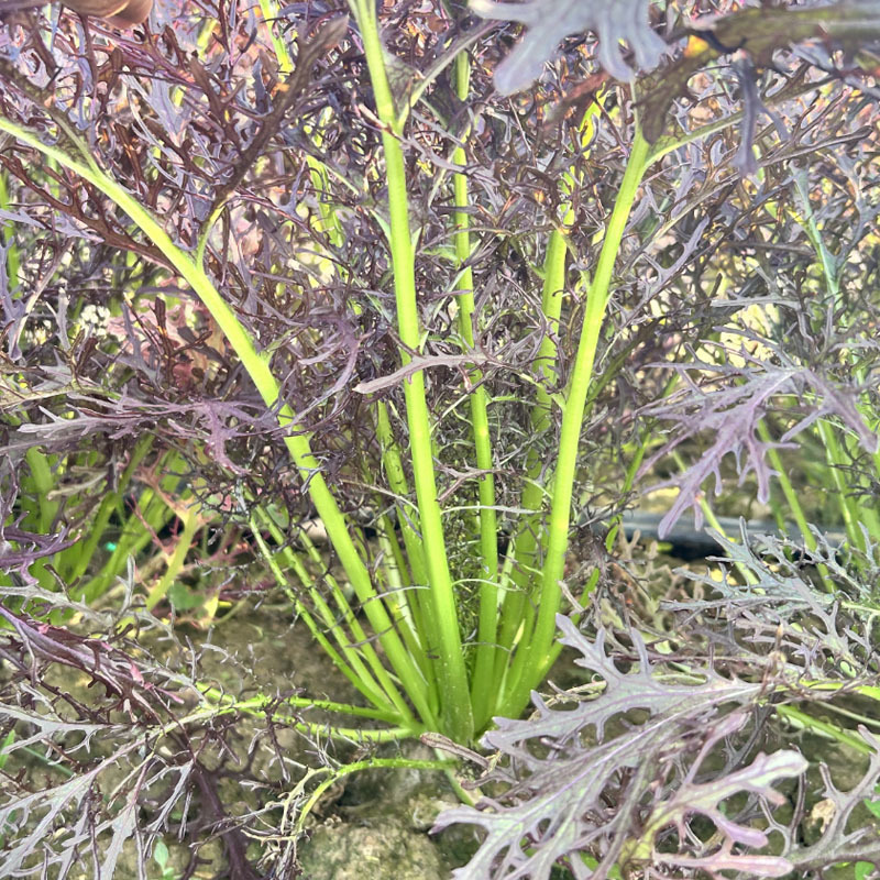 紫水京菜种子紫京叶菜类细叶京水菜绿梗千筋菜四季播种