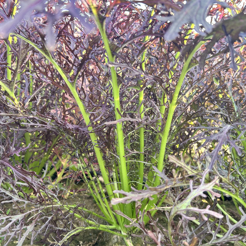 紫水京菜种子紫京叶菜类细叶京水菜绿梗千筋菜四季播种
