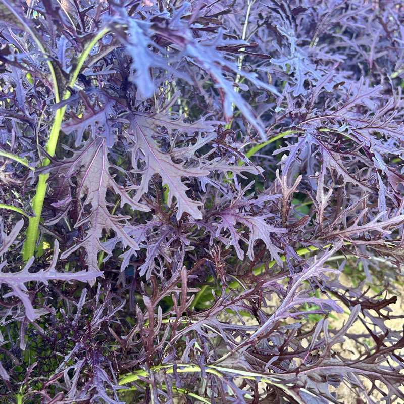 紫水京菜种子紫京叶菜类细叶京水菜绿梗千筋菜四季播种