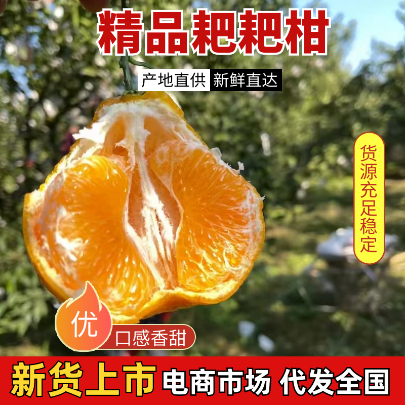 【热卖】四川精品耙耙柑供应市场商超电商品质保证量大价优