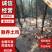 湖南散养土鸡，质量保证，喂五谷杂粮，仙居鸡，麻羽绿壳蛋鸡