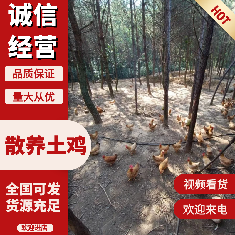 湖南散养土鸡，质量保证，喂五谷杂粮，仙居鸡，麻羽绿壳蛋鸡