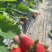 慈溪本地红颜草莓货源充足质量保证市场价欢迎采购