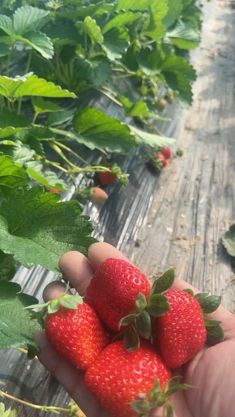 慈溪本地红颜草莓货源充足质量保证市场价欢迎采购