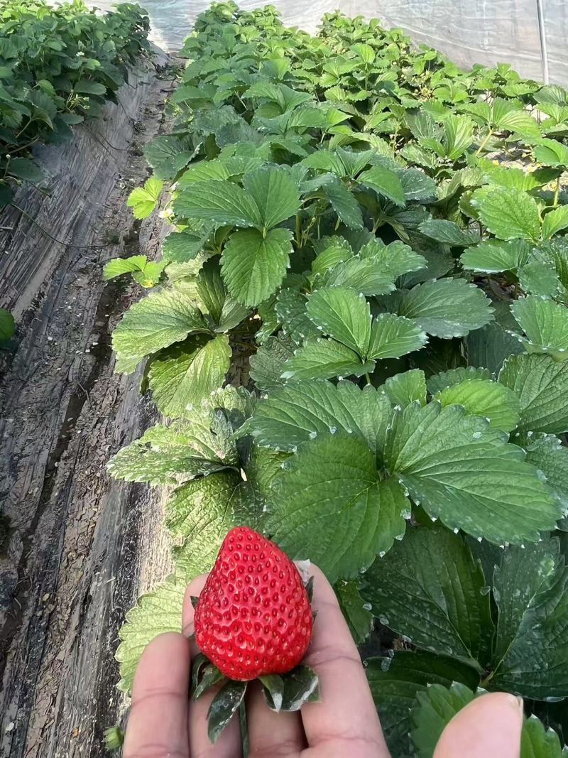 慈溪本地红颜草莓货源充足质量保证市场价欢迎采购