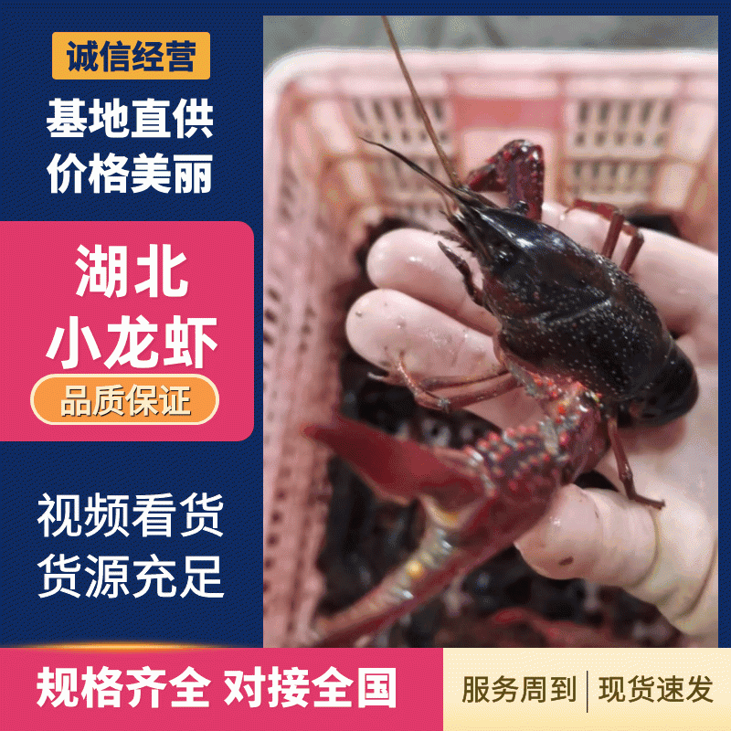 湖北小龙虾，一年四季供应新活虾，规格齐全，一件都是批发价
