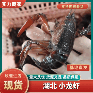 湖北清水虾深水虾大青红湖虾白底绿壳4～6钱硬规格