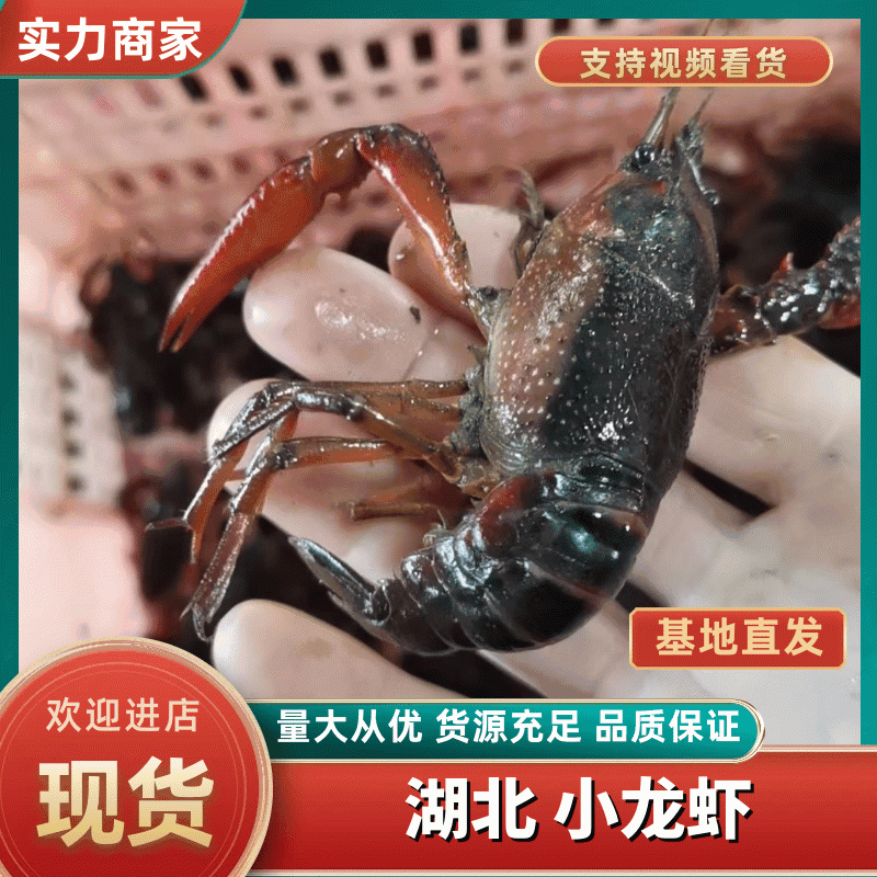 湖北清水虾深水虾大青红湖虾白底绿壳4～6钱硬规格