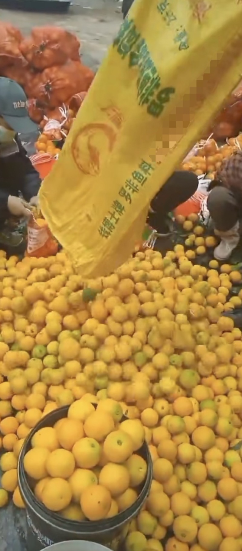 冰糖橙/量大发货专业代收代发冰糖橙质量保证/对接全国