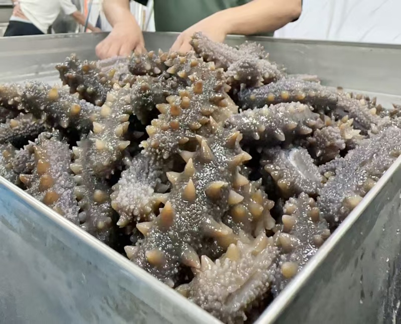 自家养殖，即食海参，酒店供应冷链批发询价