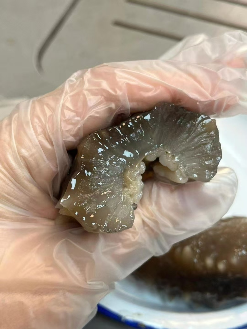 自家养殖，即食海参，酒店供应冷链批发询价