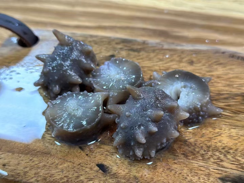 自家养殖，即食海参，酒店供应冷链批发询价