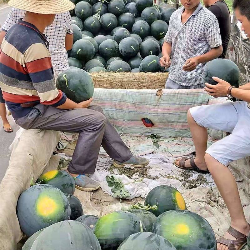 国抗黑牛西瓜种子抗病果实高圆红瓤肉质甜脆