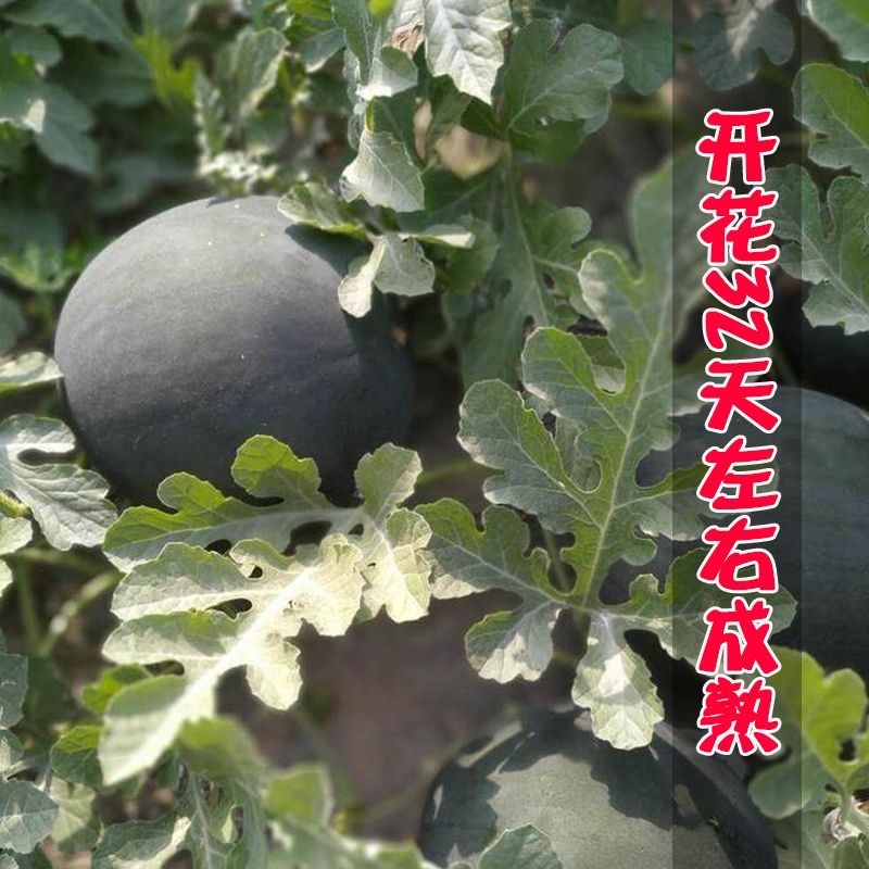 国抗黑牛西瓜种子抗病果实高圆红瓤肉质甜脆