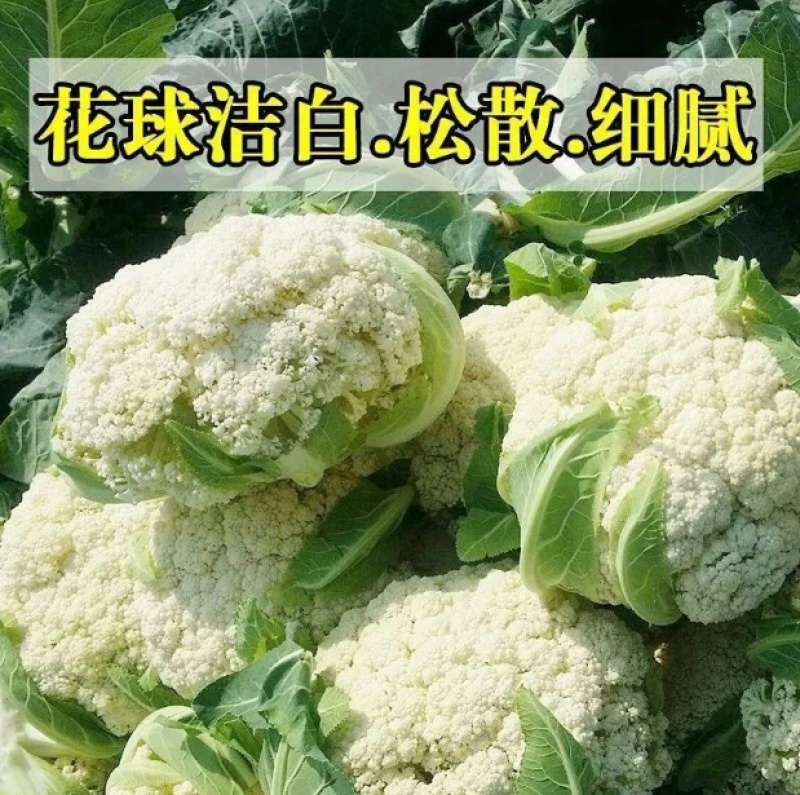 【****】湖北新鲜白花菜新鲜蔬菜花菜散农家白花菜实花菜