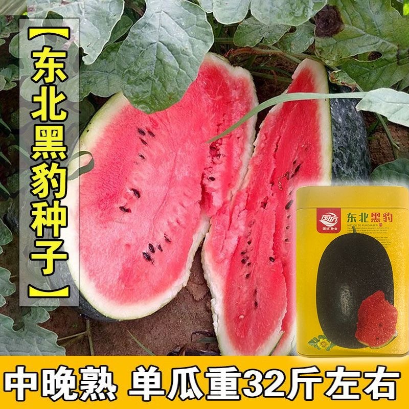 东北黑豹西瓜种子抗病皮黑色大红瓤中心糖13度