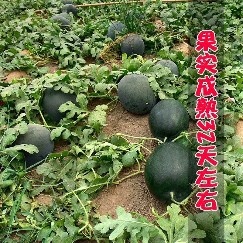 东北黑豹西瓜种子抗病皮黑色大红瓤中心糖13度