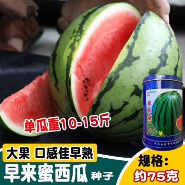 早来蜜西瓜种子瓜更大更抗病耐裂果肉红色脆甜爽口