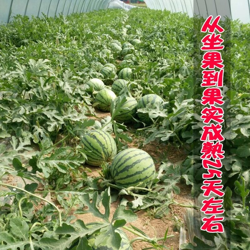早来蜜西瓜种子瓜更大更抗病耐裂果肉红色脆甜爽口