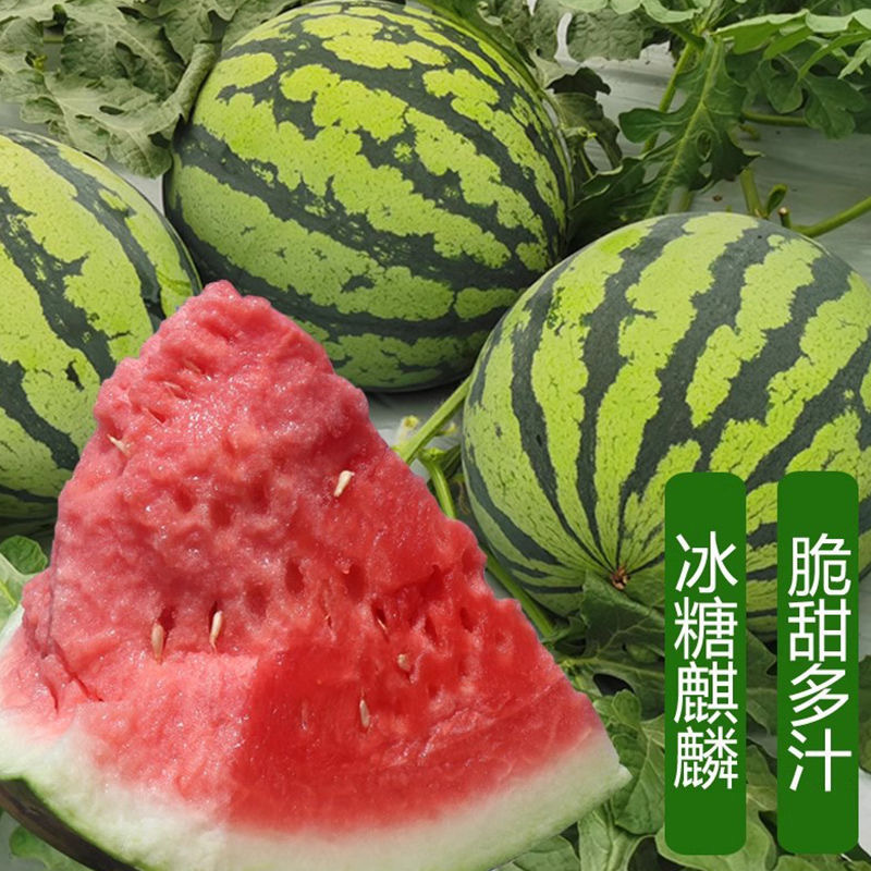 国抗雷尊十西瓜种子地雷西瓜种子大果型蜡粉浓糖度高