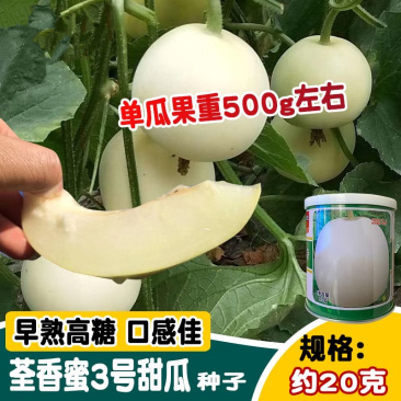 荃香蜜3号甜瓜种子早熟易坐果果皮洁白光亮肉质酥脆