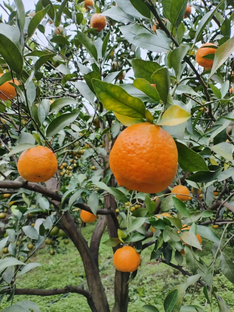 四川宜宾屏山碰柑。天然食品。口感独特。