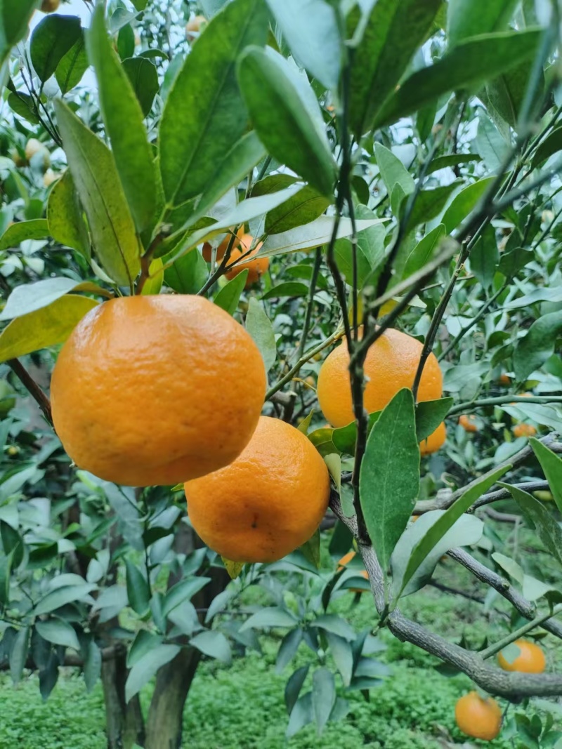 四川宜宾屏山碰柑。天然食品。口感独特。
