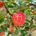 【推荐】山东红富士苹果量大价优品质保证可视频看货
