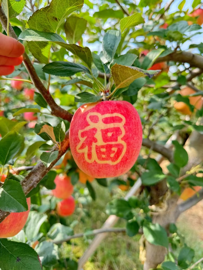 【推荐】山东红富士苹果量大价优品质保证可视频看货