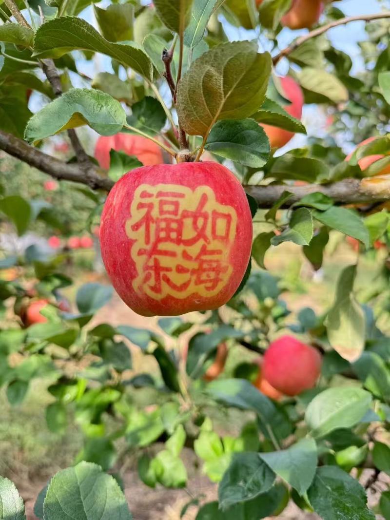 【推荐】山东红富士苹果量大价优品质保证可视频看货