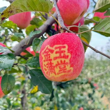 【推荐】山东红富士苹果量大价优品质保证可视频看货