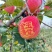 【推荐】山东红富士苹果量大价优品质保证可视频看货