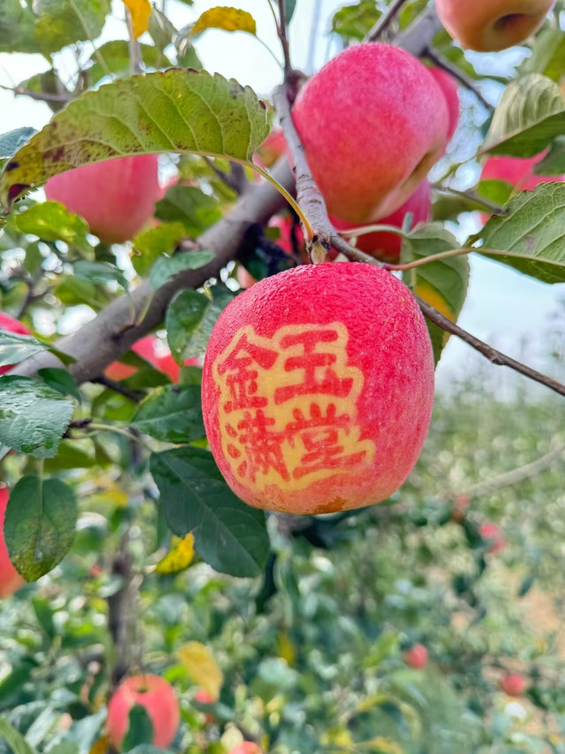 【推荐】山东红富士苹果量大价优品质保证可视频看货