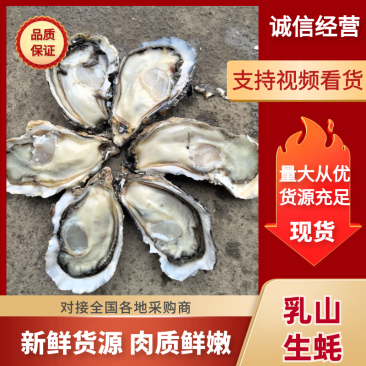 乳山生蚝山东生蚝产地一手货源对接电商平台社区团购等