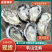 乳山生蚝产地直发现捞现发肉质肥美规格齐全对接全国