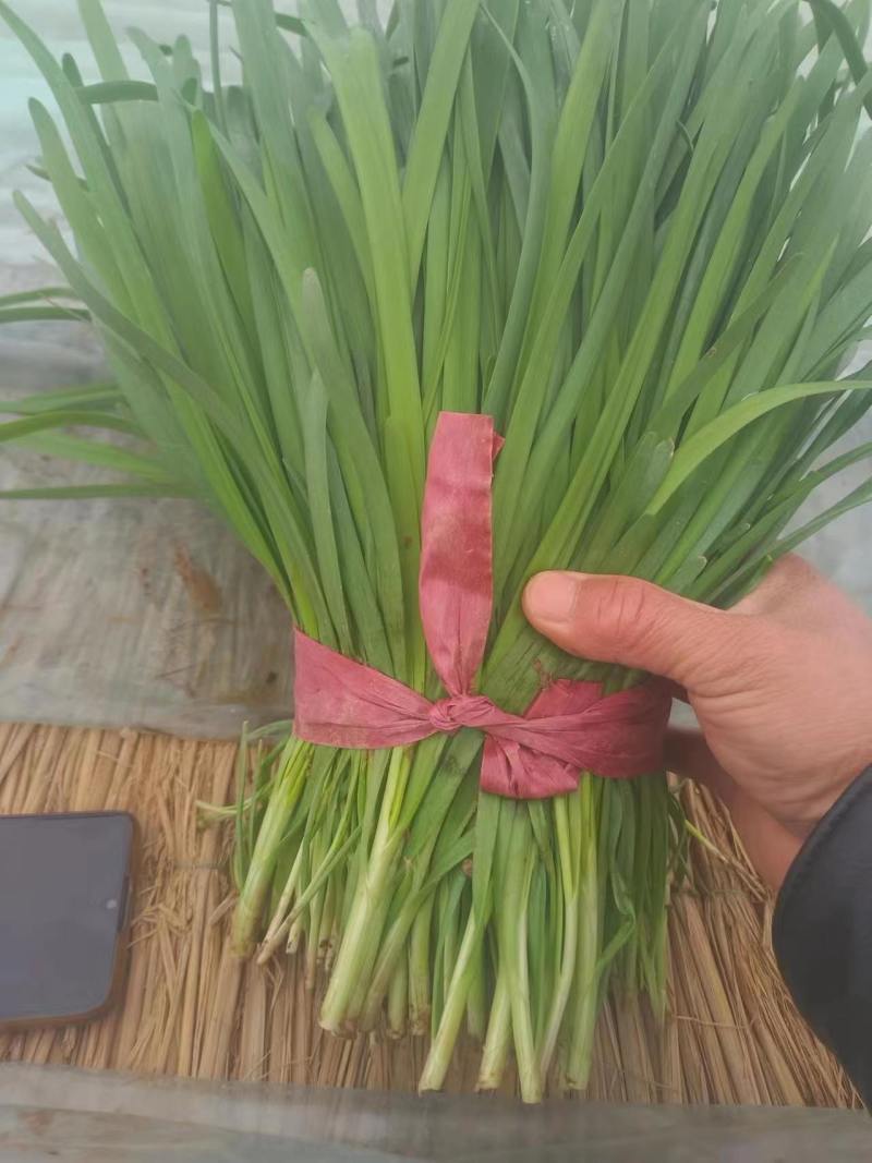 韭菜大叶韭菜货源充足量大从优可远程看货欢迎联系