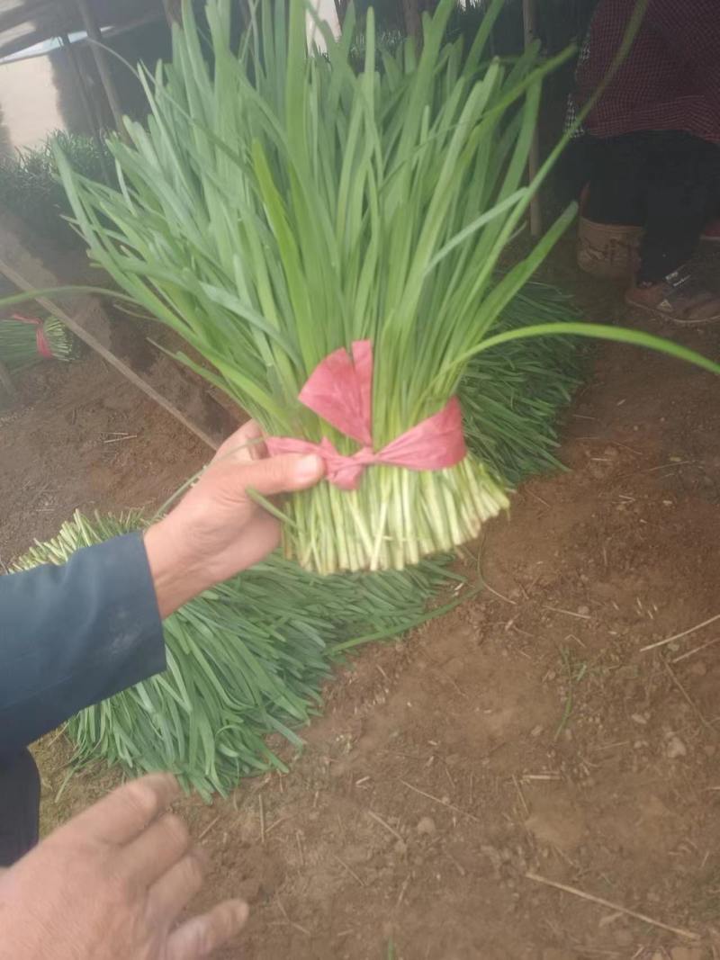 韭菜大叶韭菜货源充足量大从优可远程看货欢迎联系