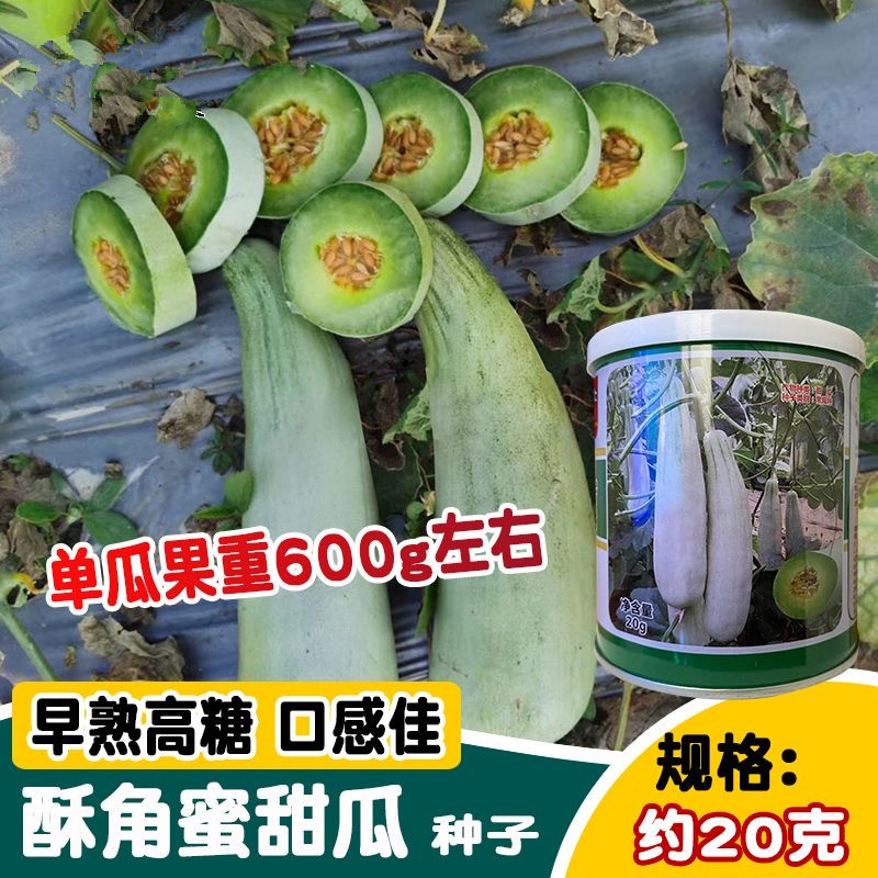 酥角蜜甜瓜种子羊角蜜甜瓜种子肉质酥脆香味浓郁