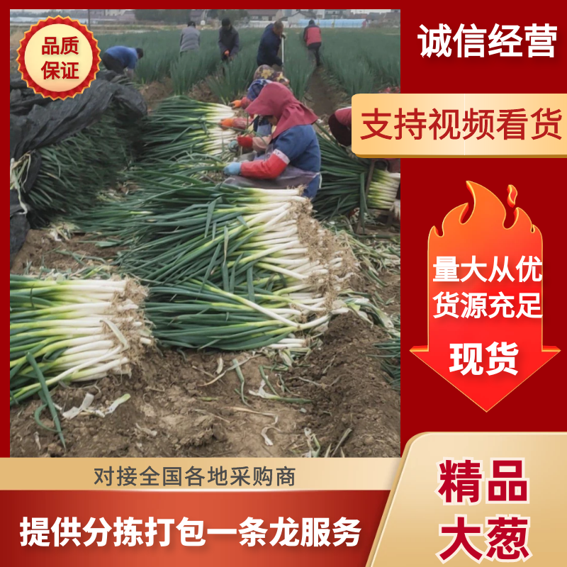 精品大葱保质保量产地直供对接全国市场量大优惠
