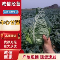 牛心菜精品牛心甘蓝大量上市产地直销诚信经营