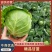 精品甘蓝菜欢迎各位老板订购