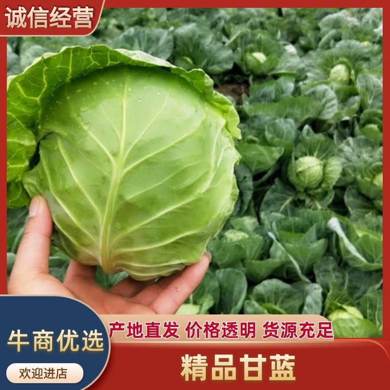 精品甘蓝菜欢迎各位老板订购