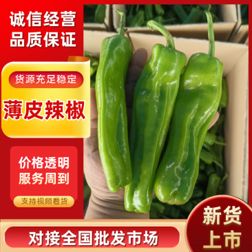 精选薄皮椒鲜辣椒薄皮辣椒基地直发价格实惠欢迎选购