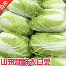 【山东大白菜】新鲜农家黄心现摘青菜整颗白菜商超品质